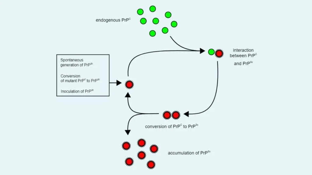 Diagram showing how prions replicate through the heterodimer conversion model