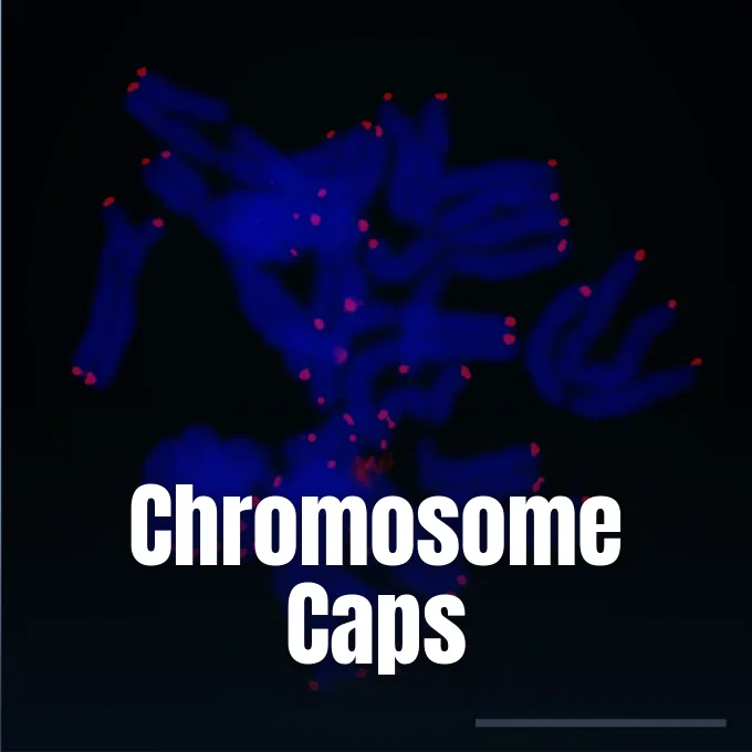 Fluorescent microscopy view of blue chromosomes with glowing red telomeres highlighting their protective terminal ends