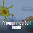A biological diagram showing cellular interactions between an antigen presenting cell and a T cell