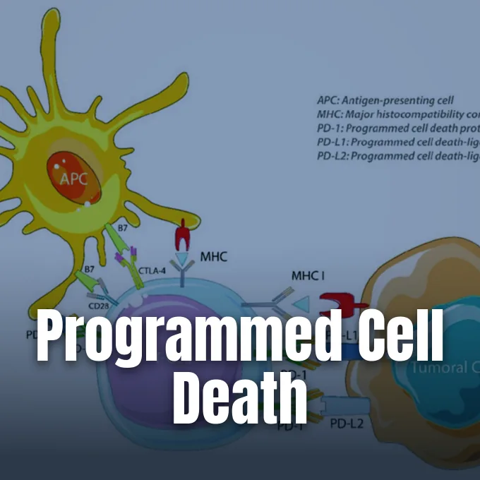 A biological diagram showing cellular interactions between an antigen presenting cell and a T cell