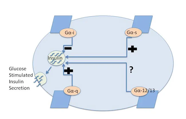 Schematic diagram of G-protein coupled receptor signaling pathways in islet cells.