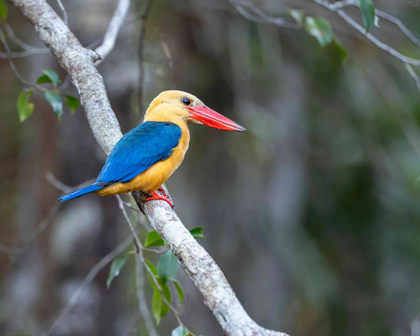 A stork-billed kingfisher perched in Tanjung Puting National Park, Indonesia, representing monitored wildlife populations decline and habitat counts.
