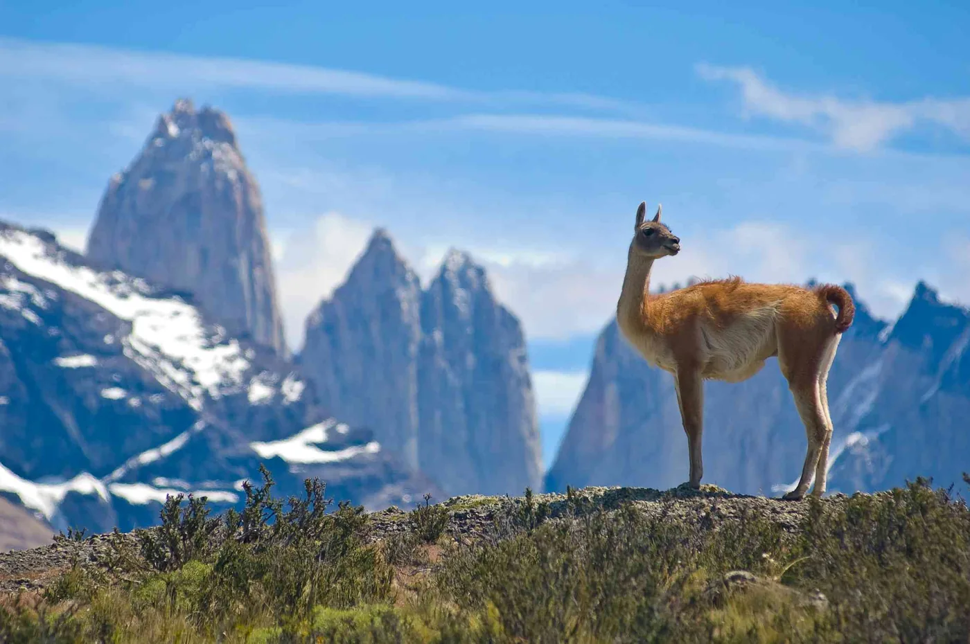 A guanaco stands in front of the Andes mountains in South America.