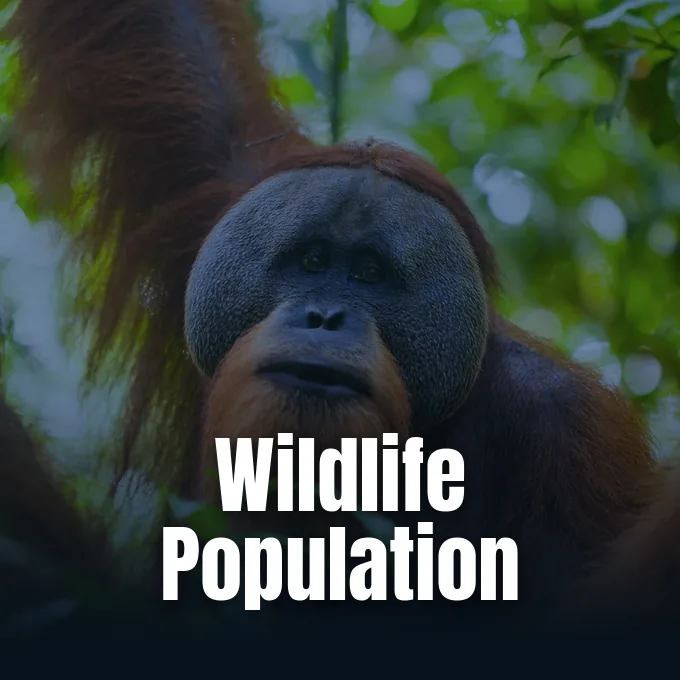 A close-up portrait of an adult male orangutan surrounded by dense green forest foliage.