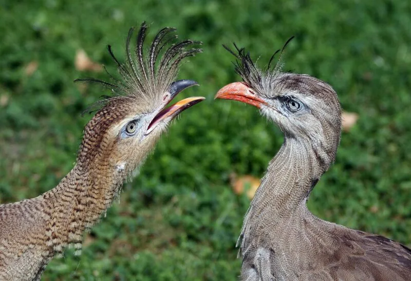 Two red-legged seriemas face each other as contenders for the world's loudest birds.