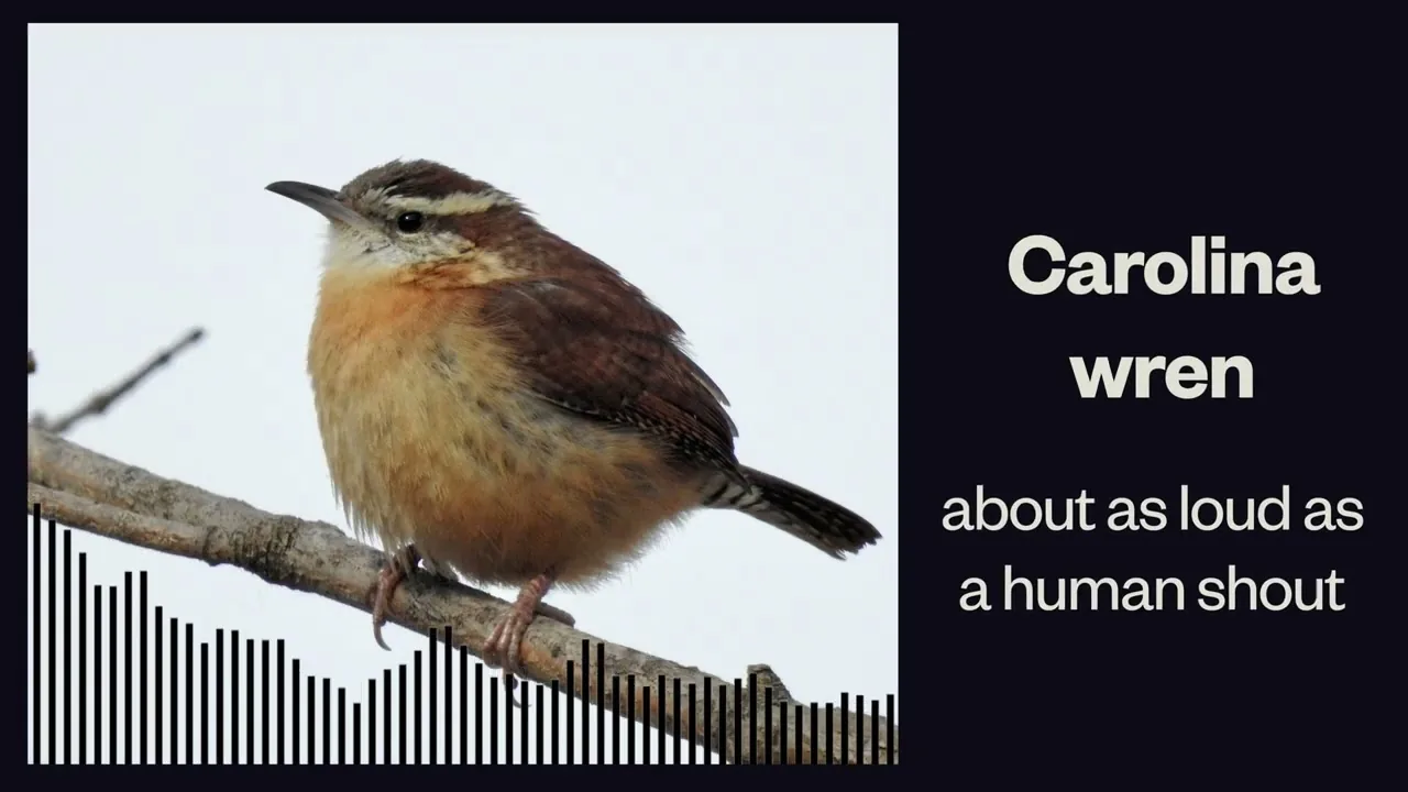 A title card from a field study video covering loud birds.