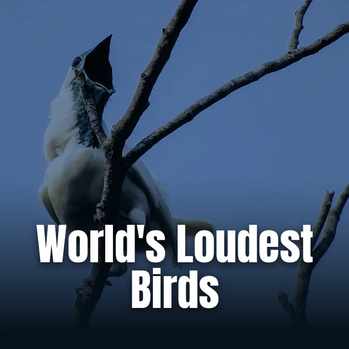 A bare-throated bellbird perches on a tree branch calling with wide open beak against blue sky.