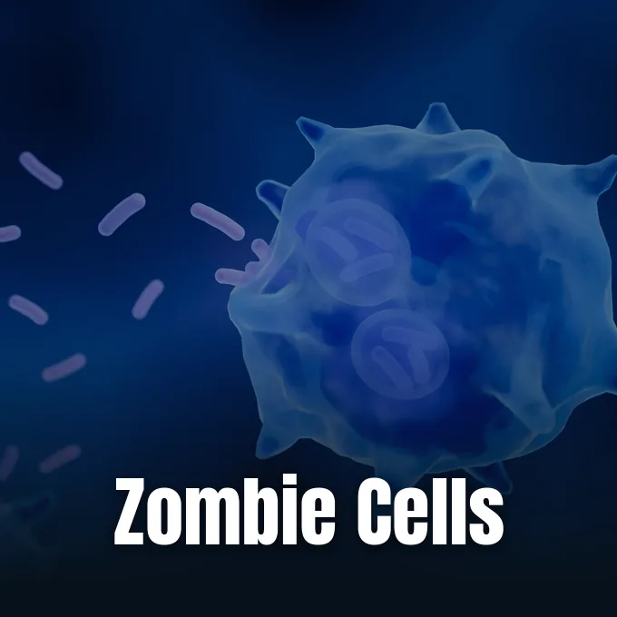 A microscopic illustration depicting an immune cell interacting with cellular particles against a dark blue background